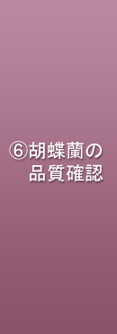 胡蝶蘭の鮮度確認