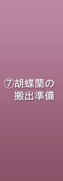 胡蝶蘭の搬出準備