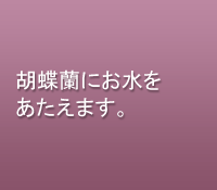 胡蝶蘭にお水を与えます。