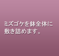 ミズゴケを鉢全体に敷き詰めます。
