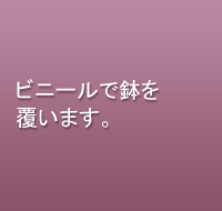 ビニールで鉢を覆います。