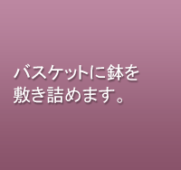 バスケットに鉢を敷き詰めます。