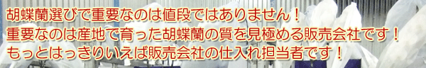 胡蝶蘭を選ぶ基準はなんですか？