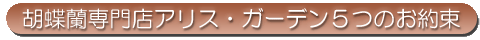 アリス・ガーデン５つのお約束