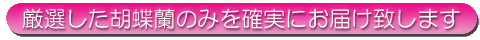 厳選した胡蝶蘭のみを確実にお届け致します