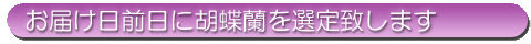 お届け日前日に胡蝶蘭を選定致します