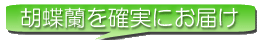 胡蝶蘭を確実にお届け