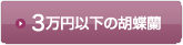 3万円以下の胡蝶蘭