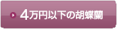 4万円以下の胡蝶蘭