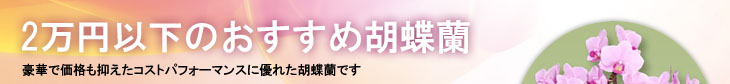 2万円以下のおすすめ胡蝶蘭