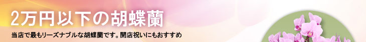 価格：2万円以下の胡蝶蘭