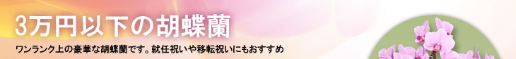 価格：3万円以下の胡蝶蘭