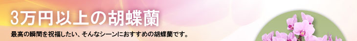 価格：3万円以上の胡蝶蘭