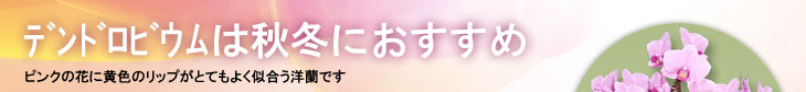 デンドロビウム