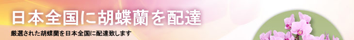 胡蝶蘭を配達