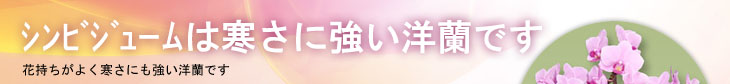 シンビジューム