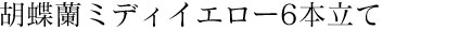 胡蝶蘭ミディイエロー6本立て