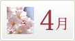 胡蝶蘭の４月の育て方