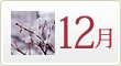 胡蝶蘭の１２月の育て方