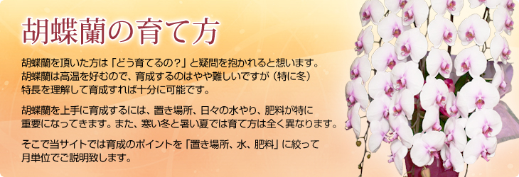 胡蝶蘭の育て方