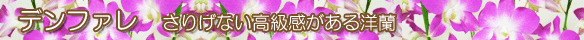 この夏お薦めのデンファレ