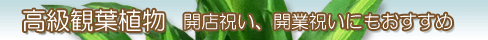 観葉植物