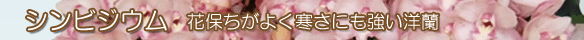 シンビジウム