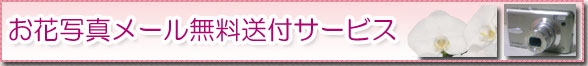お花写真メール無料送付サービス