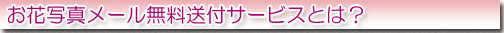 お花写真メール無料送付サービスの概要