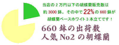 お祝いにおすすめの胡蝶蘭ベースホワイト3本立てはこちらです