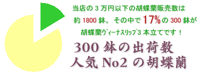 会社の移転のお祝いにおすすめの胡蝶蘭ヴィーナスリップ3本立てはこちらです