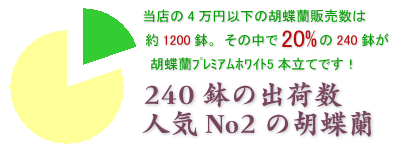 社長就任のお祝いにおすすめの胡蝶蘭プレミアムホワイト5本立てはこちらです