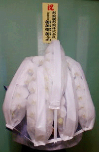 立て札がよく見える良い胡蝶蘭の例