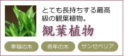 とても長持ちする最高級の観葉植物。 観葉植物