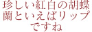 珍しい紅白の胡蝶蘭といえばリップですね