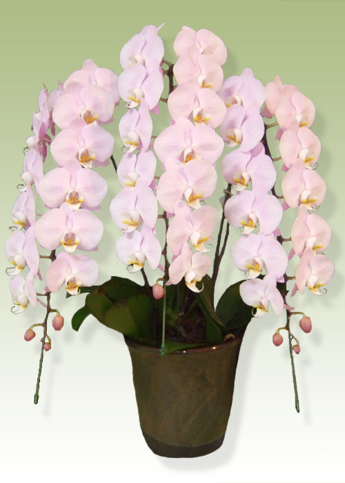胡蝶蘭ベースピンク3本立て