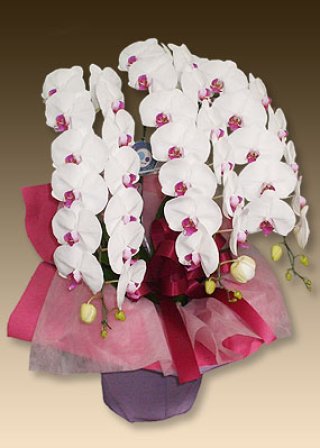 No.195“胡蝶蘭”豪華版パープル シーグラスヒーリングアート（久しぶり 