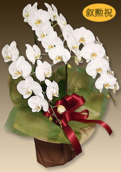 旭日単光章の叙勲のお祝いに豪華な花を贈りませんか 東京23区は送料無料です 旭日単光章の叙勲のお祝いに豪華な花を贈りませんか 東京23区は送料無料です