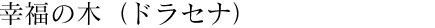 幸福の木(ドラセナ)
