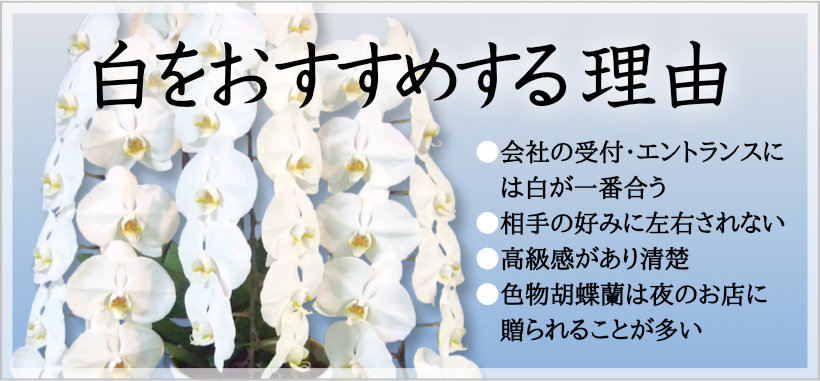 社長就任のお祝いに成功する蘭の贈り方を教えます