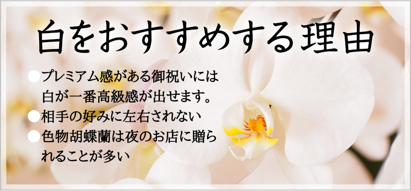 退任のお祝いに成功する蘭の贈り方を教えます