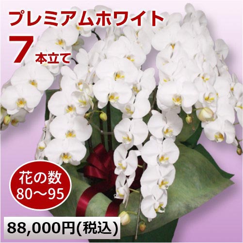 胡蝶蘭プレミアムホワイト7本立て