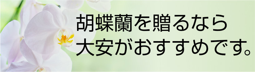 胡蝶蘭を贈るなら大安がおすすめ