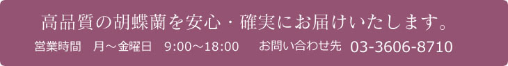 高品質の胡蝶蘭を安心・確実にお届けいたします。 営業時間 月-金曜日 9:00-18:00 お問い合わせ先 03-3606-8710