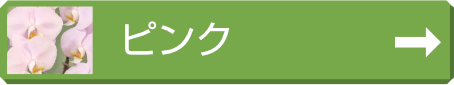 お写真無料サービス