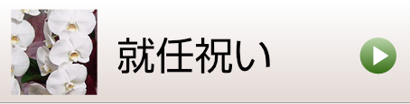 就任のお祝いに贈る胡蝶蘭