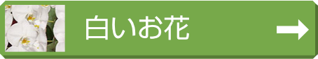 送料無料サービス