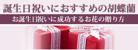 誕生日におすすめの胡蝶蘭 胡蝶蘭専門店 アリス ガーデン
