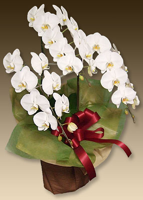 新築祝いに贈る花として人気の高い胡蝶蘭です 東京23区は送料無料