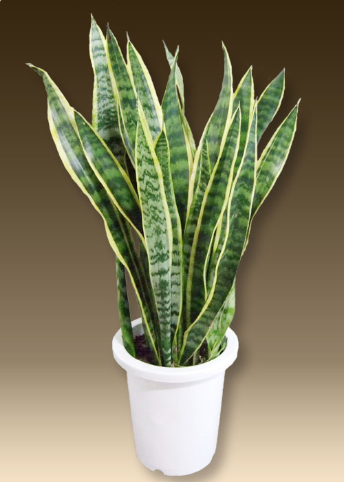 観葉植物を通販の特別価格で販売 サンスベリアをプレゼントしませんか 観葉植物を通販の特別価格で販売 サンスベリアをプレゼントしませんか